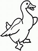 Baby Goose Coloring Page Adorable Designs For Your Little Ones To Color sketch template