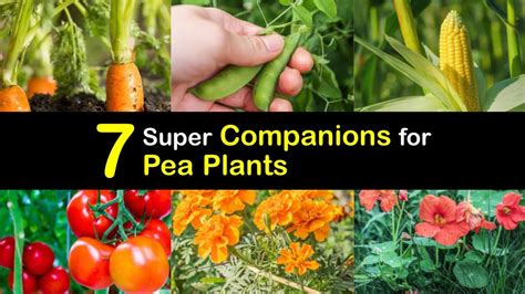 Companion Planting with Peas - Plants that Grow Well with Peas