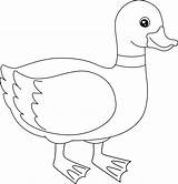 Duckling Colorear Patito Feo Pato Kaczki Ducks Kolorowanki Ducklings  sketch template