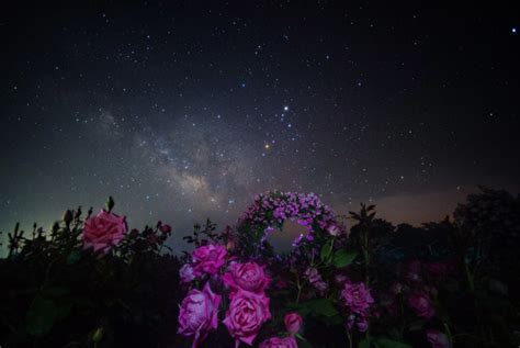 Flores y estrellas