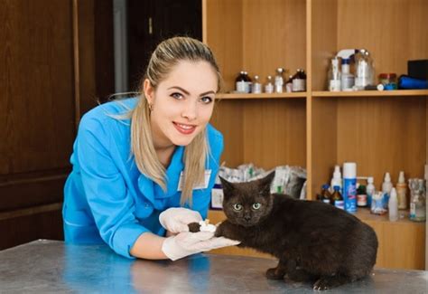 5 Reasons to Consider a Cat-Only Veterinary Clinic - Catster