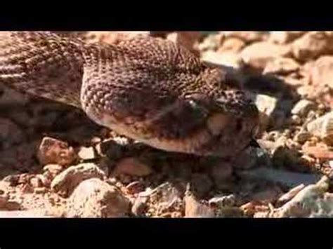 Sonoran Desert Wildlife - YouTube