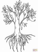 Tree With Roots coloring Page  Free Printable Coloring Pages sketch template