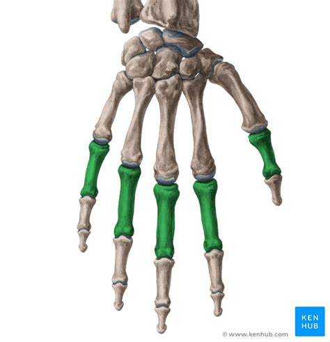 Phalanges of the hand: Anatomy and function | Kenhub
