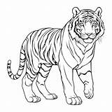 Cool Tiger Coloring Pages sketch template