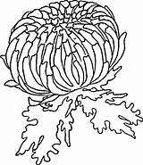 Red Zinnia coloring Page  SuperColoringcom sketch template