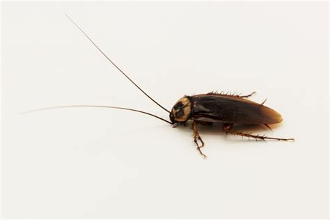 Cockroach Prevention Tips: 7 Tips to Keep Your Home Pest-Free - Maine Bed Bugs and Pest Control