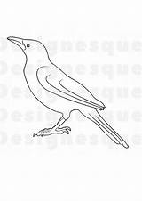 Coloring Pages Crow sketch template