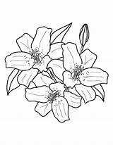 Stargazer Lily Drawing Sketch Coloring Page sketch template