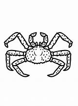 Pictures King Crab Coloring Page  Free Printable Pages sketch template