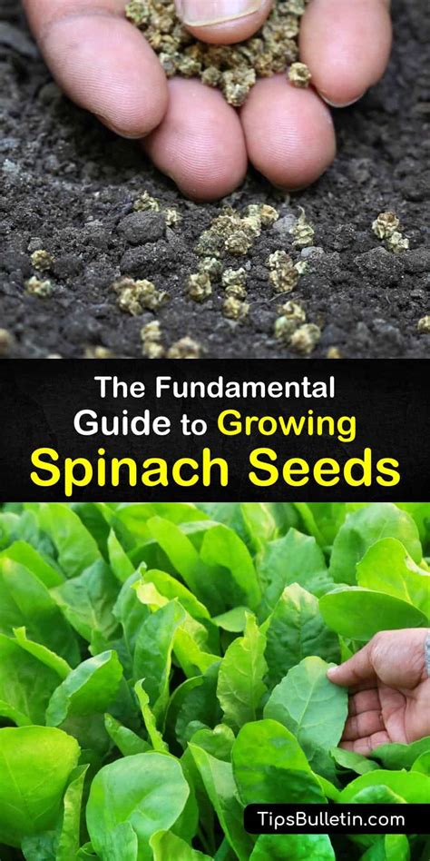 Germinating Spinach Seeds - Can You Grow Spinach from Seeds