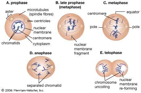 Centrioles and Spindle Fibers