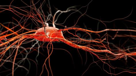 Neurons in the Brain Firing Stock Illustration - Illustration of ...