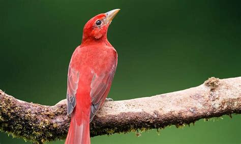 4 Red Birds Found in Texas: Dashing Avian Visitors