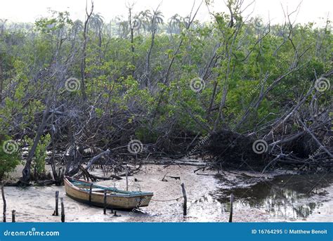 Hurricane Ike Damage stock image. Image of rooted, strange - 16764295