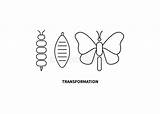 Cocoon Coloring Pages sketch template