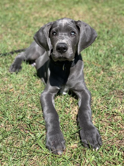 Reggie the Blue Great Dane | Dane puppies, Blue great dane puppies ...