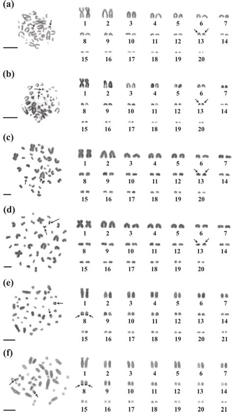 Metaphase chromosome plates and karyotypes using Ag-NOR staining of... | Download Scientific Diagram