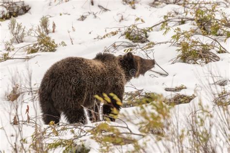 Grizzly Bear in Snow in Autumn Stock Image - Image of snow, animal ...