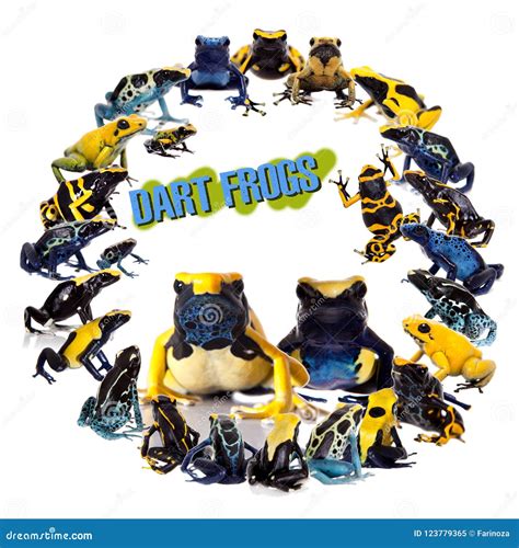 Dyeing Poison Dart Frogs Set, Dendrobates Tinctorius, On White Stock Image - Image of adult ...