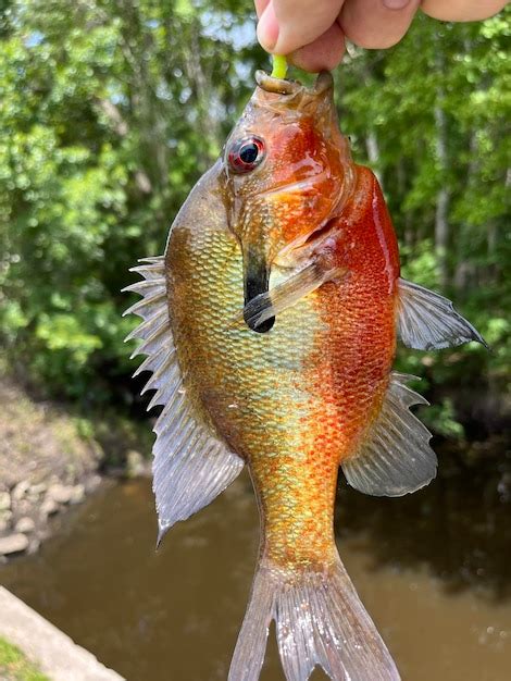 Premium Photo | Redbreast sunfish