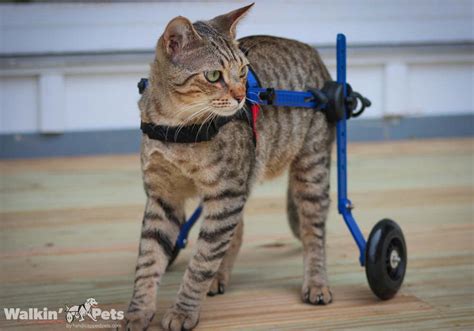 Cat Wheelchair | Walkin' Wheels Wheelchair for Cats | Handicapped Pets