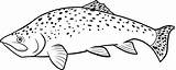 Delicious Fish Apache Trout Coloring Pages  Best Place To Color sketch template