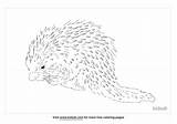 Coloring Porcupine African Pages Crested Printable Color Baby Animals  sketch template