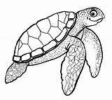 Printable Sea Turtle Coloring Page sketch template