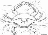 Atlantic Ocean Blue Crab Coloring Page  Free Printable Pages sketch template