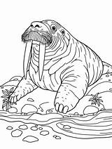 15  Free Printable Walrus Coloring Pages For Kids To Enjoy Eepmekongorg sketch template
