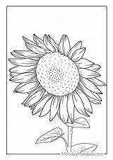 Downloadable Sunflower Coloring Pages sketch template
