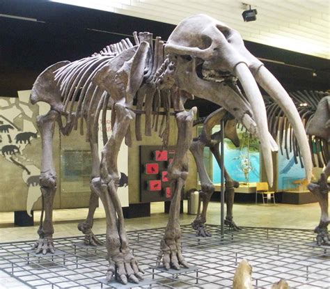 Prehistoric Elephants: Pictures and Profiles