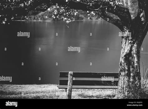 Wooden bench under blooming tree Stock Photo - Alamy