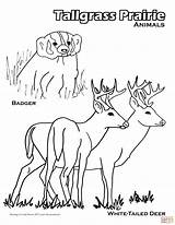 Tallgrass Prairie Animals coloring Page  Free Printable Coloring Pages sketch template
