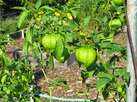 Tomatillo harvest - Susan's in the Garden