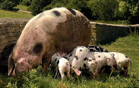 Native British Pig breeds - Country Life