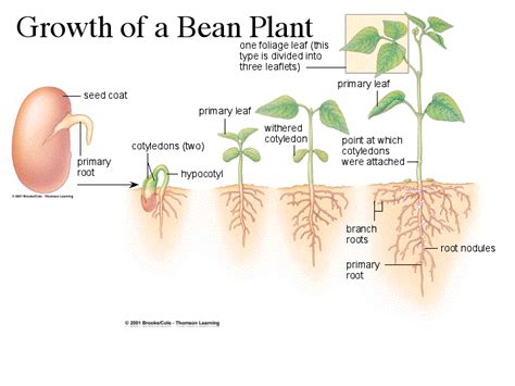 pinto bean plant life cycle