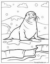 20 Seal Coloring Pages Free PDF Printables sketch template