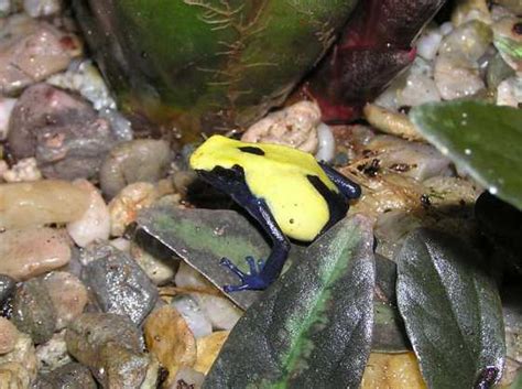 Dendrobates tinctorius - photo | Reptarium