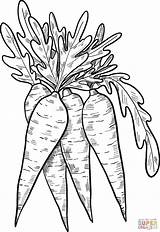 Carrot Marchew Carotte Coloriage Zanahoria Dzieci Colorir Kolorowanki  sketch template