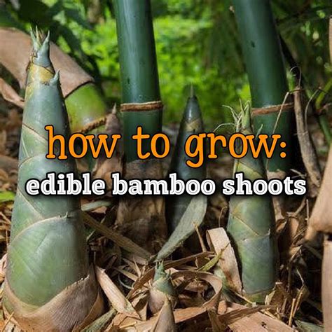 How to grow edible bamboo shoots – Artofit