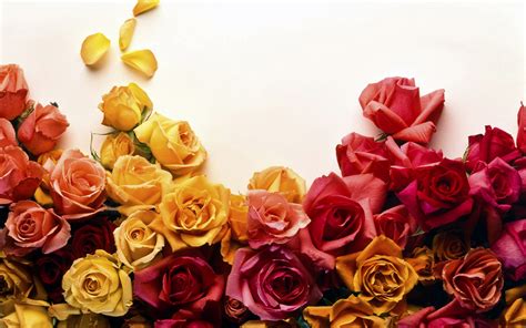 Roses Backgrounds - Wallpaper, High Definition, High Quality, Widescreen