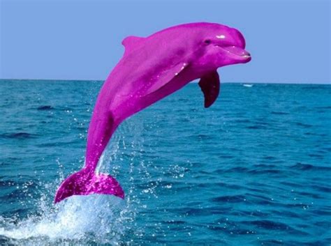 Top 10 Interesting Facts about Pink Dolphins - Getinfolist.com