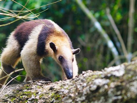 A collared anteater, also called a tamandua, searches for food. In captivity, these animals have ...