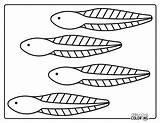 Tadpole Coloring Pages Free PDF Printables  Simply Love sketch template
