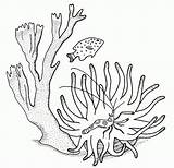 Underwater Coral Coloring Pages sketch template