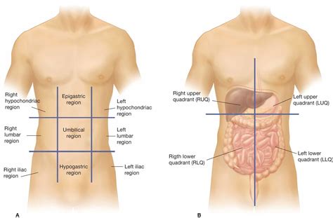 Body Regions Anatomy | Anatomy organs, Anatomy, Anatomy and physiology