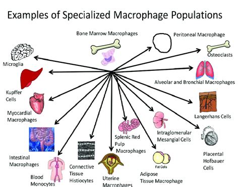 Macrophages populate most tissues and organs of the body performing... | Download Scientific Diagram