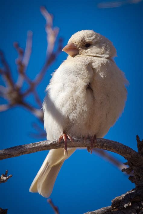 Feather Tailed Stories: Leucistic House Finch